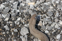 Malpolon monspessulanus