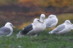 Larus schistisagus