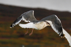 Larus schistisagus