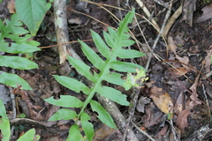 Woodwardia areolata