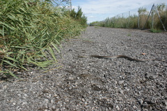 Malpolon monspessulanus