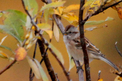 Spizelloides arborea