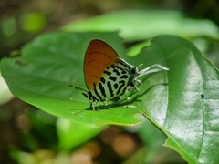Drupadia ravindra