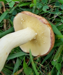 Suillus granulatus