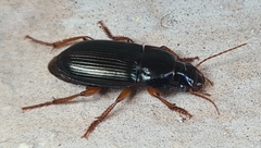 Harpalus rufipes