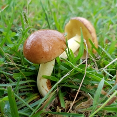Suillus granulatus