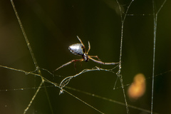Argyrodes antipodianus