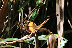 Yoma sabina