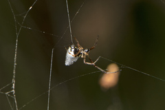 Argyrodes antipodianus