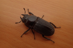 Dorcus miwai