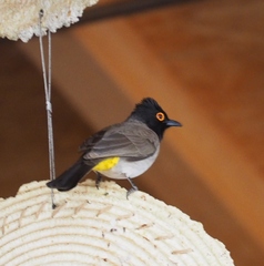 Pycnonotus nigricans