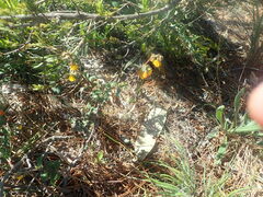 Hermannia multiflora