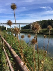 Dipsacus strigosus