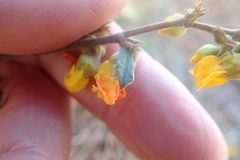 Hermannia multiflora
