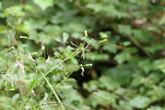Erechtites hieraciifolius