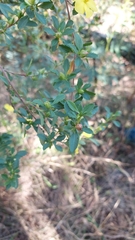 Hibbertia diffusa