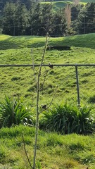 Rhipidura fuliginosa placabilis