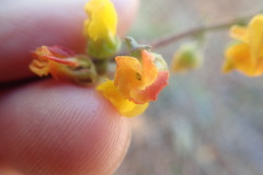 Hermannia multiflora