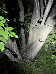 Acer negundo
