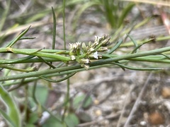 Thesium aggregatum