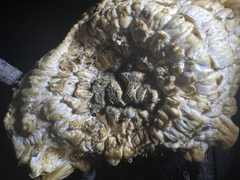 Neolentinus