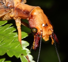 Platyneuromus reflexus