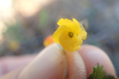 Hermannia multiflora