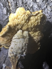 Neolentinus
