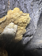 Neolentinus