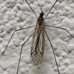 Tipulomorpha