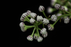 Daphniphyllum calycinum