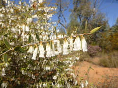 Styphelia biflora