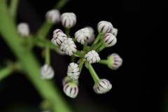 Daphniphyllum calycinum