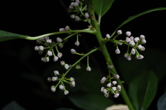 Daphniphyllum calycinum