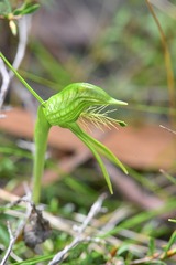 Pterostylis unicornis