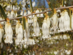 Styphelia biflora