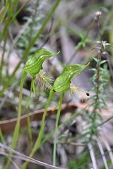 Pterostylis unicornis