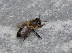 Apis mellifera unicolor