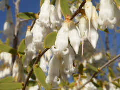 Styphelia biflora