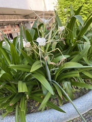 Hymenocallis speciosa