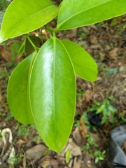Garcinia gummi-gutta