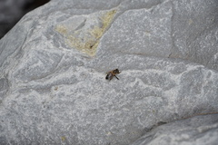 Apis mellifera unicolor