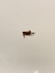 Siphonaptera