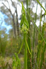 Pterostylis unicornis