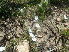 Convolvulus capensis