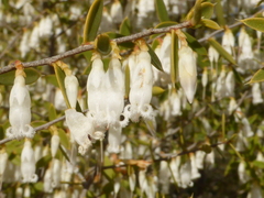 Styphelia biflora