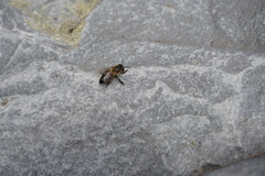 Apis mellifera unicolor