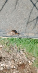 Bradybaena similaris