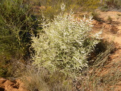 Styphelia biflora