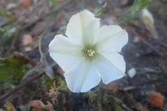 Convolvulus capensis